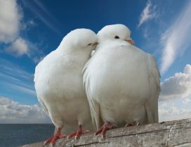 Two beautiful white pigeons in love