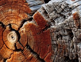 Dry wood texture - HD wallpaper