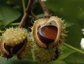 Chestnuts on a tree branch - HD wallpaper