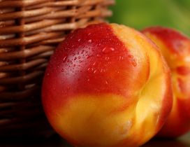 Fresh red and orange nectarines fruits