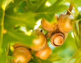 Many acorns between the green leaves