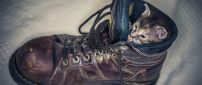 A cute gray kitten in a brown shoe