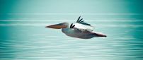 A beautiful pelican flying over the water sea