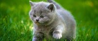 Gray little kitty in the green grass