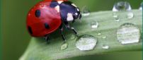 A cute red ladybug on a leaf with drops water