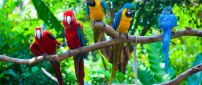 Many colorful parrots on a tree branch