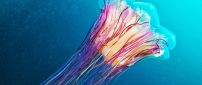 A beautiful colorful jellyfish in blue water