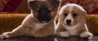Two cute brown and white puppies