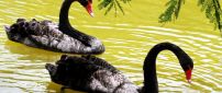 Two black swans on the lake water