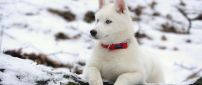 A beautiful white husky dog on a wood with snow