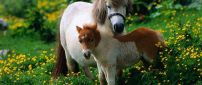A big white horse and a foal in the grass