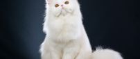 Sweet white cat - Fluffy animal wallpaper