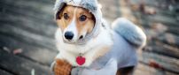 Funny sweet dog costume - Animal wallaper