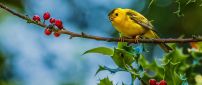 A sweet little yellow bird on branch
