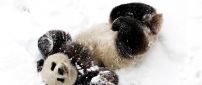 Cute baby panda bear in snow - White and black image