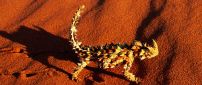 Devil Lizard on the orange sand - Animal wallpaper