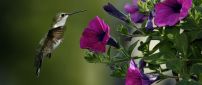 A beautiful little bird and many purple petunias