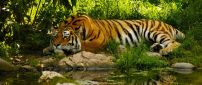 An amazing tiger sleeps on the shore of river