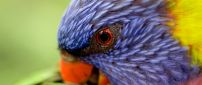 A beautiful colorful lorikeet - Rainbow bird