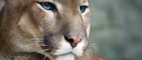 A beautiful brown cougar - Wild animal wallpaper