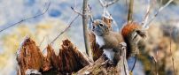 A little squirrel on a branch - Small animal