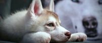 Cute Husky Puppy - White dog wallpaper
