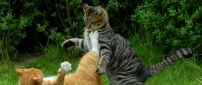 Fight between two cats in grass - Animals wallpaper