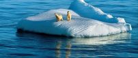 Two polar bears on the ice island in the middle of sea