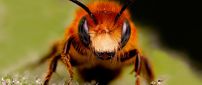 A big bee in the grass with dew drops - Insect wallpaper