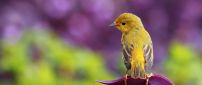 A sweet yellow little bird on the purple flower