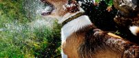 Brown and white dog playing with water drops