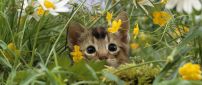 Sweet kitty hiding in the green grass