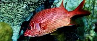 Beautiful red fish wallpaper - Interesting fish