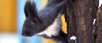 Cute black and white squirrel on a tree