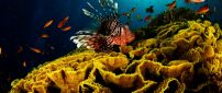 Many orange fish between algae - Underwater wallpaper
