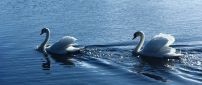 Two gorgeous swans swim on water in the sunlight