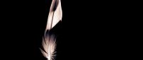 Black and white feather - Minimalist wallpaper