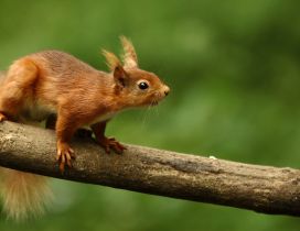 A cute orange squirrel on a wood
