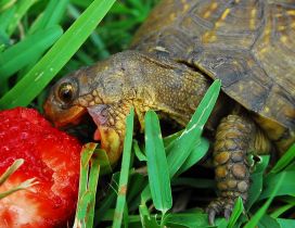 A turtle eat a strawberry in the green grass