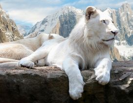 Beautiful white lions on rocks in mountains