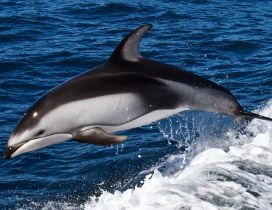 Dolphin swims in sea waves - HD wallpaper