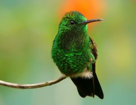 A stunning green hummingbird on a branch