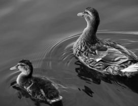 Ducks swims on lake - Black and white wallpaper