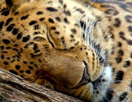 A cute leopard sleeps on a wood