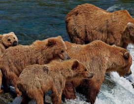 Brown bears family in a river - Wild animals