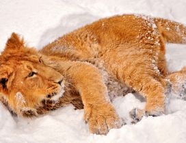 The sweet little lion plays in the snow