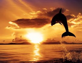 A dolphin in the air in light of sunset