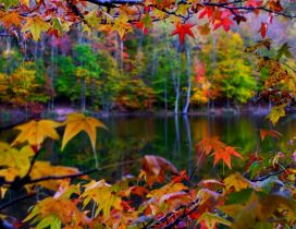 Beautiful autumn landscape in the colorful forest