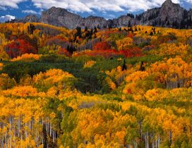 A colorful forest in mountain - Autumn time