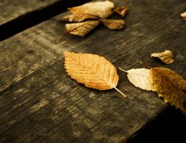 Autumn leaves on the bench of wood - HD wallpaper